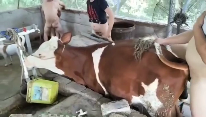 【10.26惊天大瓜】网曝“欢乐农家乐”事件！涉及同性、猪、牛、乱交！重口味慎入！