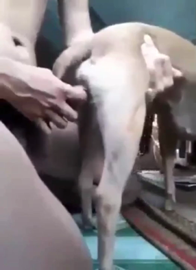 【狗交门】日狗常见，插狗嘴不常见！日狗口交内射！重口味慎入