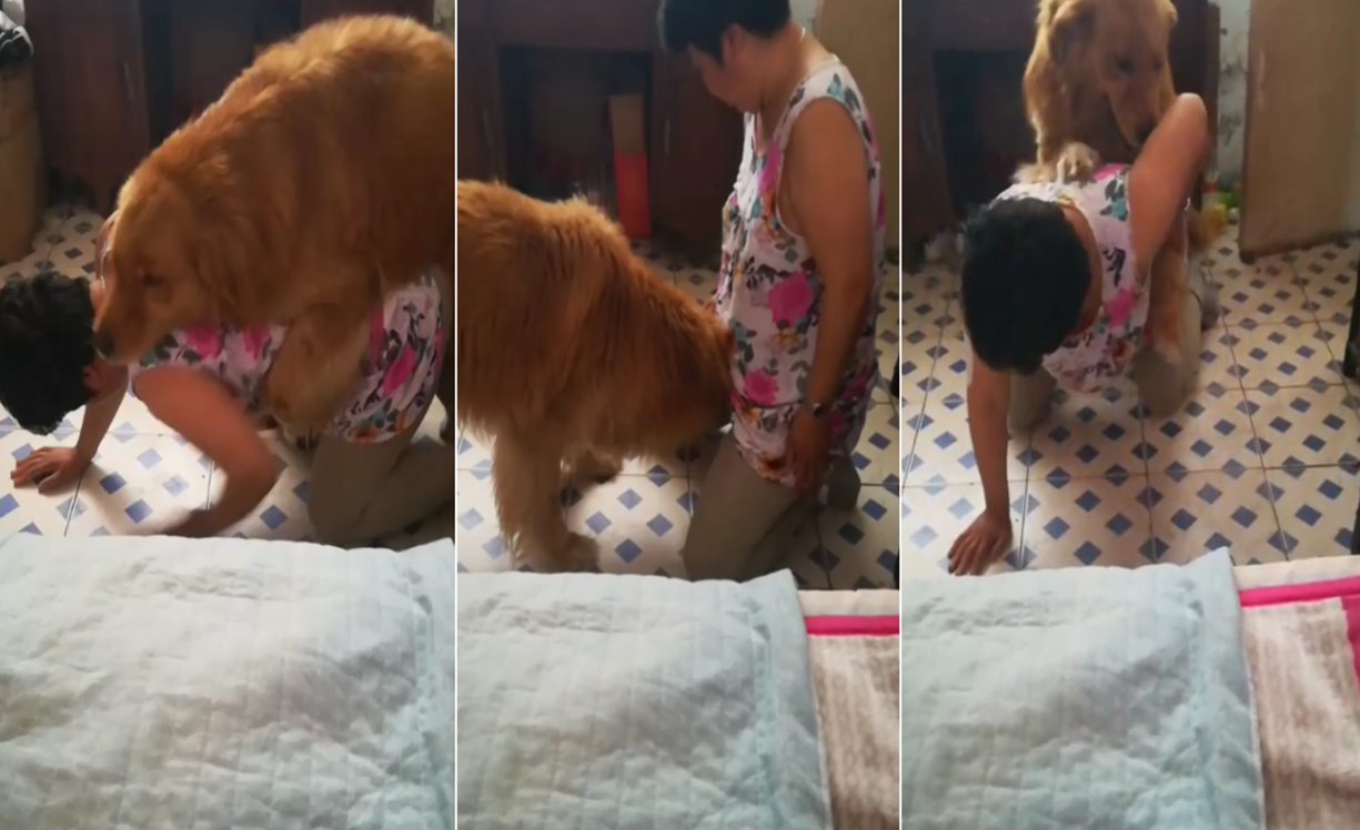 熟女让狗子操她逼逼.